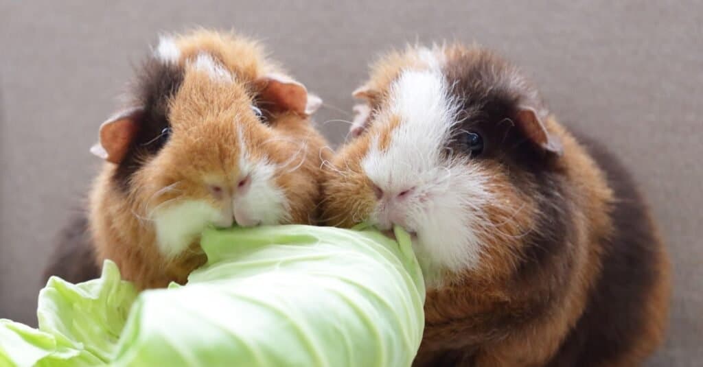 This Is How Long Your Guinea Pig Can Go Without Eating, and When It’s Dangerous - A-Z Animals