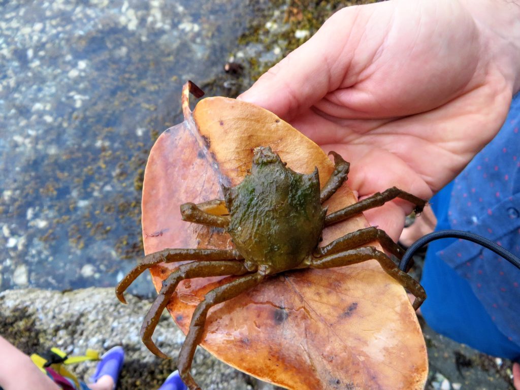 Discover 14 Animals That Eat Kelp and Seaweed - A-Z Animals