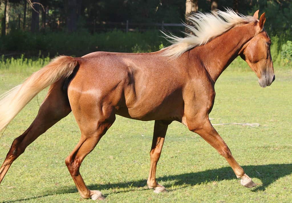 Tennessee Walking Horse Breed Guide: Height, Diet, and Characteristics - A-Z Animals