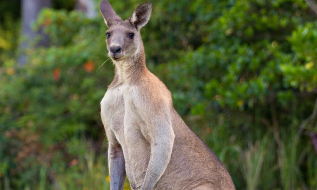 The Largest Kangaroo Ever Caught in Australia - A-Z Animals