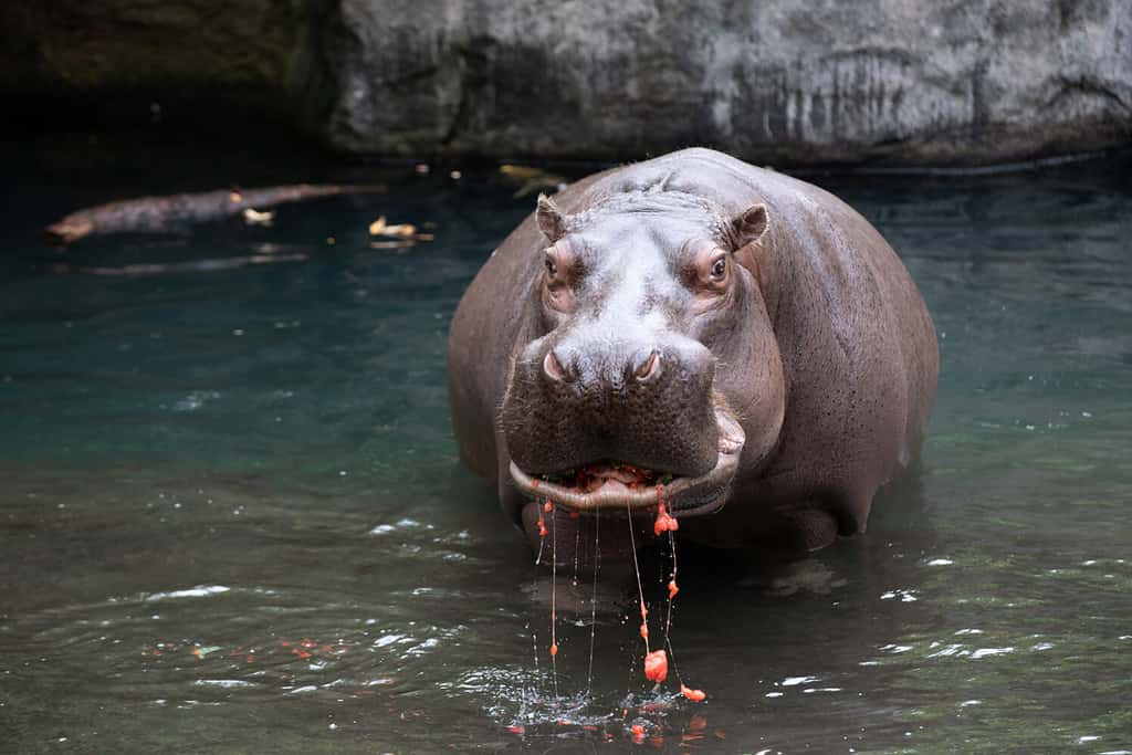 The Cutest Thing You’ve Ever Seen: A Baby Hippo Swimming Underwater - A-Z Animals