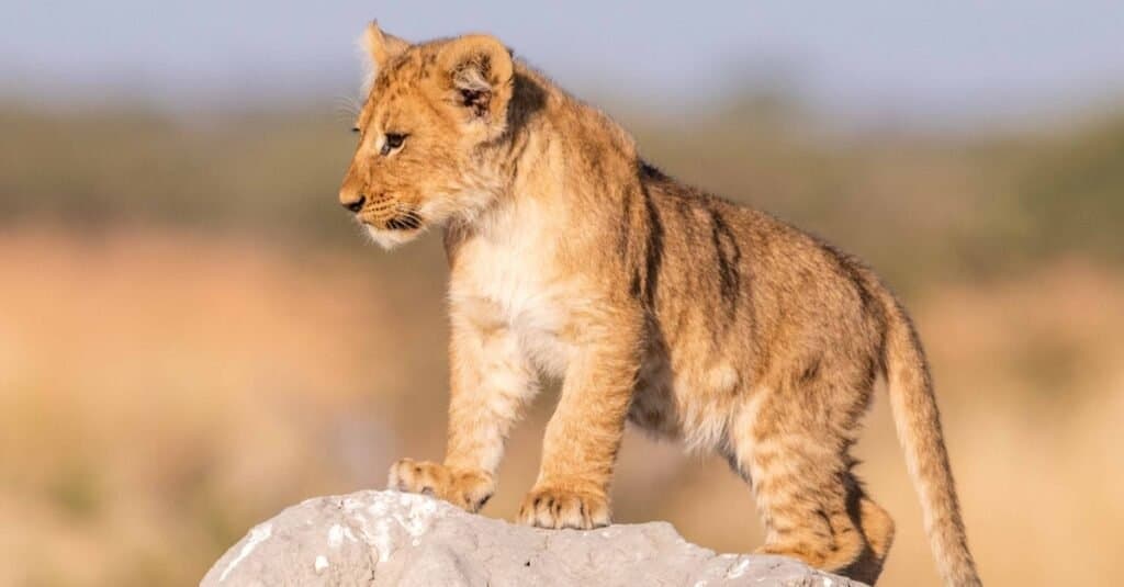 Watch These Lion Cubs Look Over a Wildebeest Herd Like It's Thanksgiving Dinner - A-Z Animals