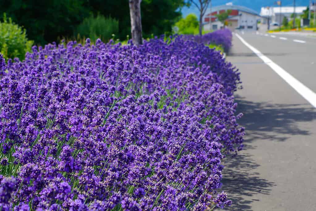 Can Lavender Survive Winter? # Tips for Keeping It Alive - A-Z Animals