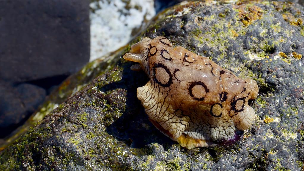 Discover 14 Animals That Eat Kelp and Seaweed - A-Z Animals