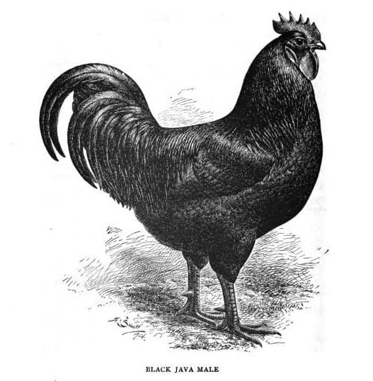 Discover 20 Different Types of Roosters (and What Makes Each Unique) - A-Z Animals