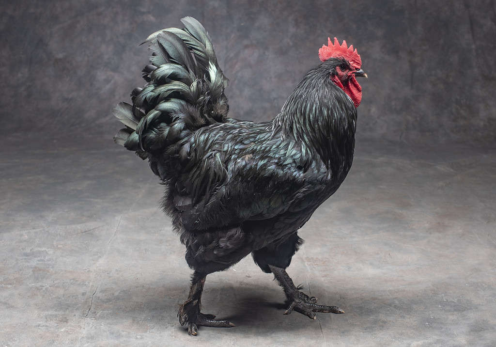 Discover 20 Different Types of Roosters (and What Makes Each Unique) - A-Z Animals