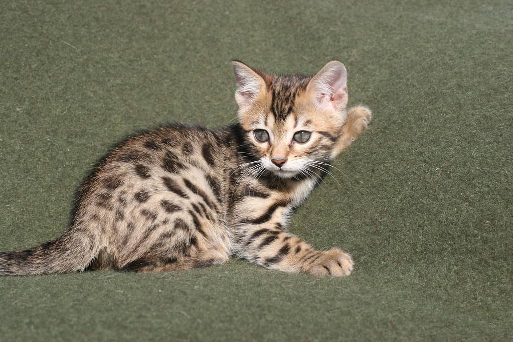 Meet the Bengal Cat — The Leopard Cat Everyone Is Talking About - A-Z Animals