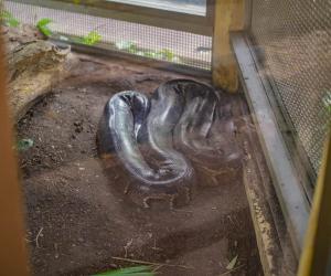 See How This Enormous Python’s Pretzel Disguise Fools No One - A-Z Animals