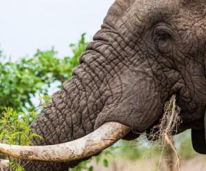 Watch What Happens When Elephants Find Electric Fences in Their Path - A-Z Animals