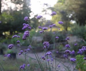 Can Lavender Survive Winter? # Tips for Keeping It Alive - A-Z Animals