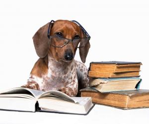 Dachshund Training Guide: Recommended Cues, Timelines, and More - A-Z Animals