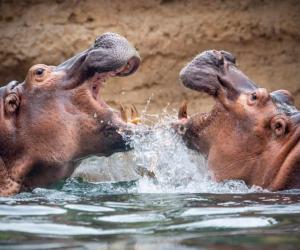 See Footage of Two Male Hippos Fighting Over Territory - A-Z Animals