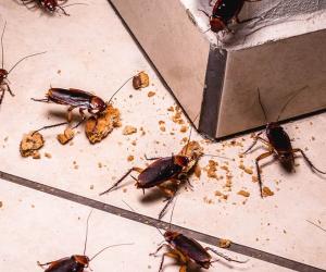 The Most Effective Homemade Roach Killer Solutions