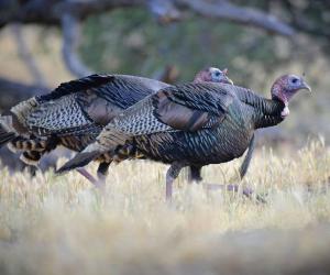 The Top 10 Turkey-Producing States in the Country - A-Z Animals