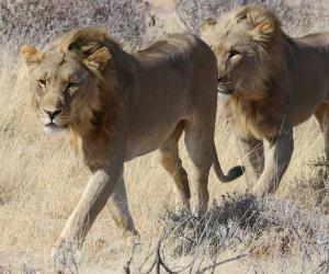 Watch These Lion Cubs Look Over a Wildebeest Herd Like It's Thanksgiving Dinner - A-Z Animals