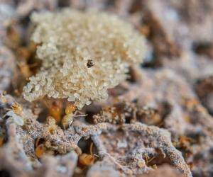 Are Termites Active in the Winter or Do They Die? - A-Z Animals