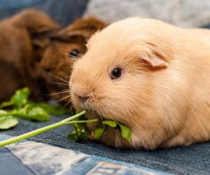 This Is How Long Your Guinea Pig Can Go Without Eating, and When It’s Dangerous - A-Z Animals