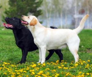 When to Spay or Neuter Your Labrador Retriever