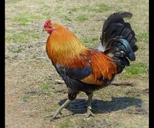 Discover 20 Different Types of Roosters (and What Makes Each Unique) - A-Z Animals