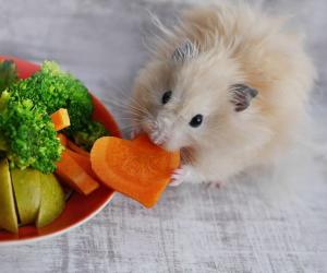 How Long Can Your Hamster Go Without Eating? Six Tips for Keeping Them Alive - A-Z Animals