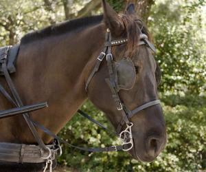 Tennessee Walking Horse Breed Guide: Height, Diet, and Characteristics - A-Z Animals