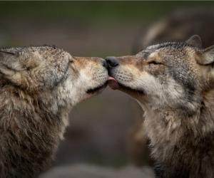 Do Wolves Mate for Life? 20 Amazing Facts About These Loyal Animals - A-Z Animals