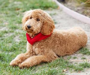 Goldendoodle vs. Golden Retriever: 5 Key Differences Explained - A-Z Animals