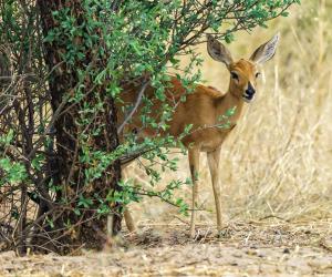 Watch This Buck Try to Escape 3 Deadly Predators at Once - A-Z Animals