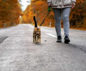 Meet the Bengal Cat — The Leopard Cat Everyone Is Talking About - A-Z Animals