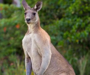 The Largest Kangaroo Ever Caught in Australia - A-Z Animals