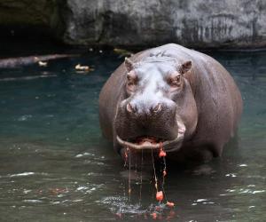 The Cutest Thing You’ve Ever Seen: A Baby Hippo Swimming Underwater - A-Z Animals