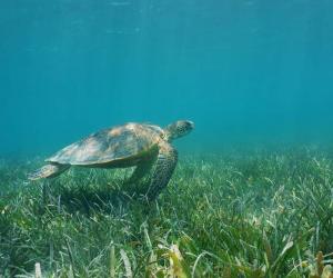 Discover 14 Animals That Eat Kelp and Seaweed - A-Z Animals