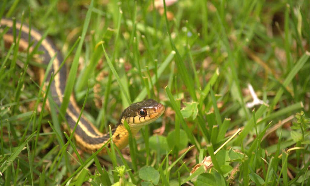 Baby Garter Snake: 10 Pictures and 10 Amazing Facts