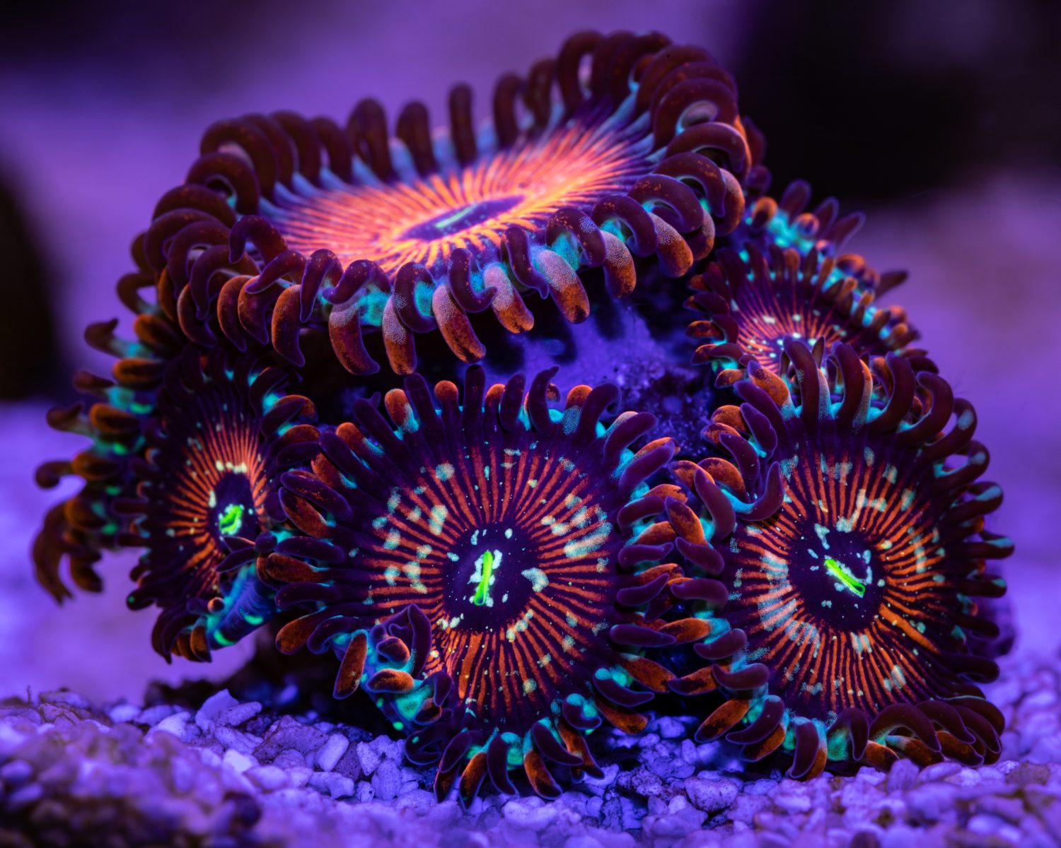 The 12 Best Corals for Reef Aquariums Reviewed