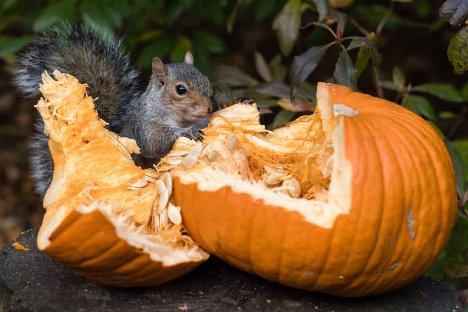 Discover 12 Smells that Attract Squirrels Like Magnets