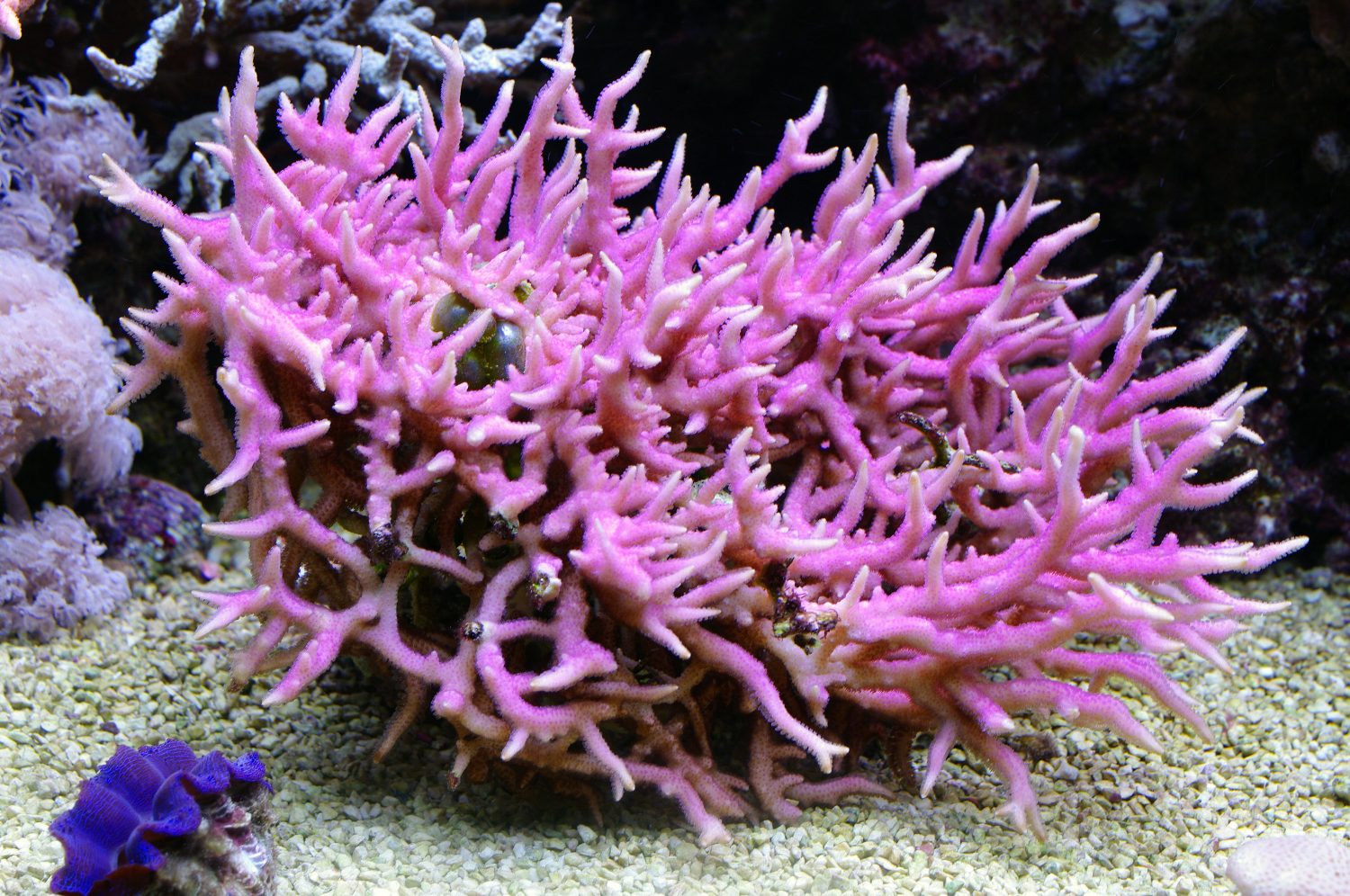 The 12 Best Corals for Reef Aquariums Reviewed