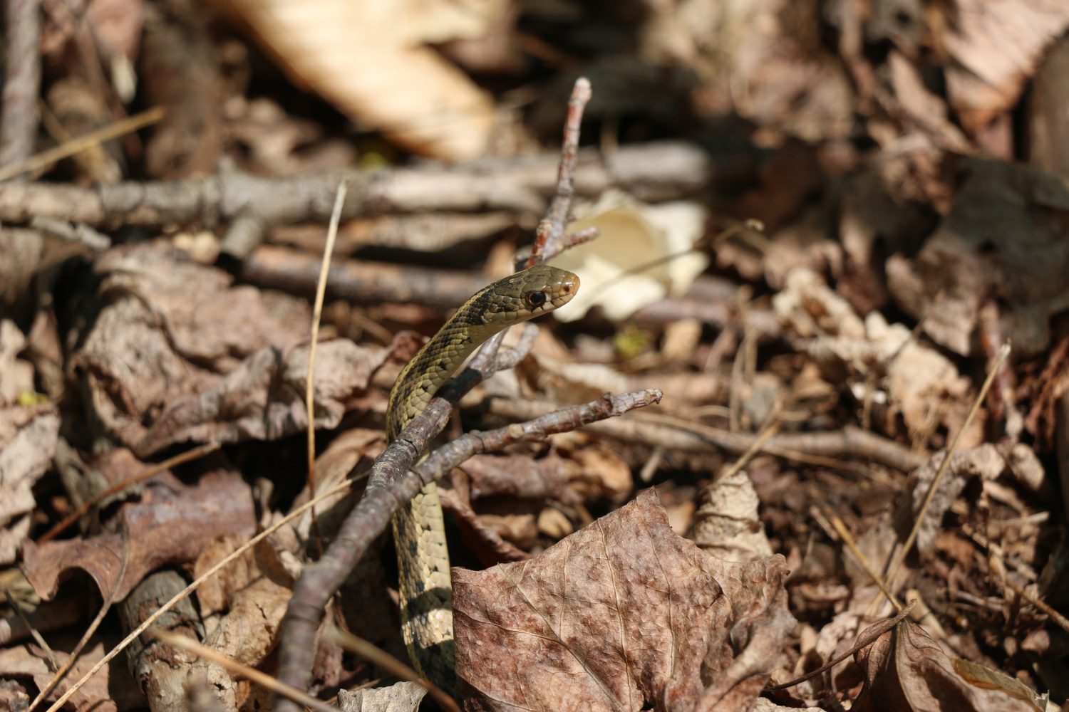 Baby Garter Snake: 10 Pictures and 10 Amazing Facts