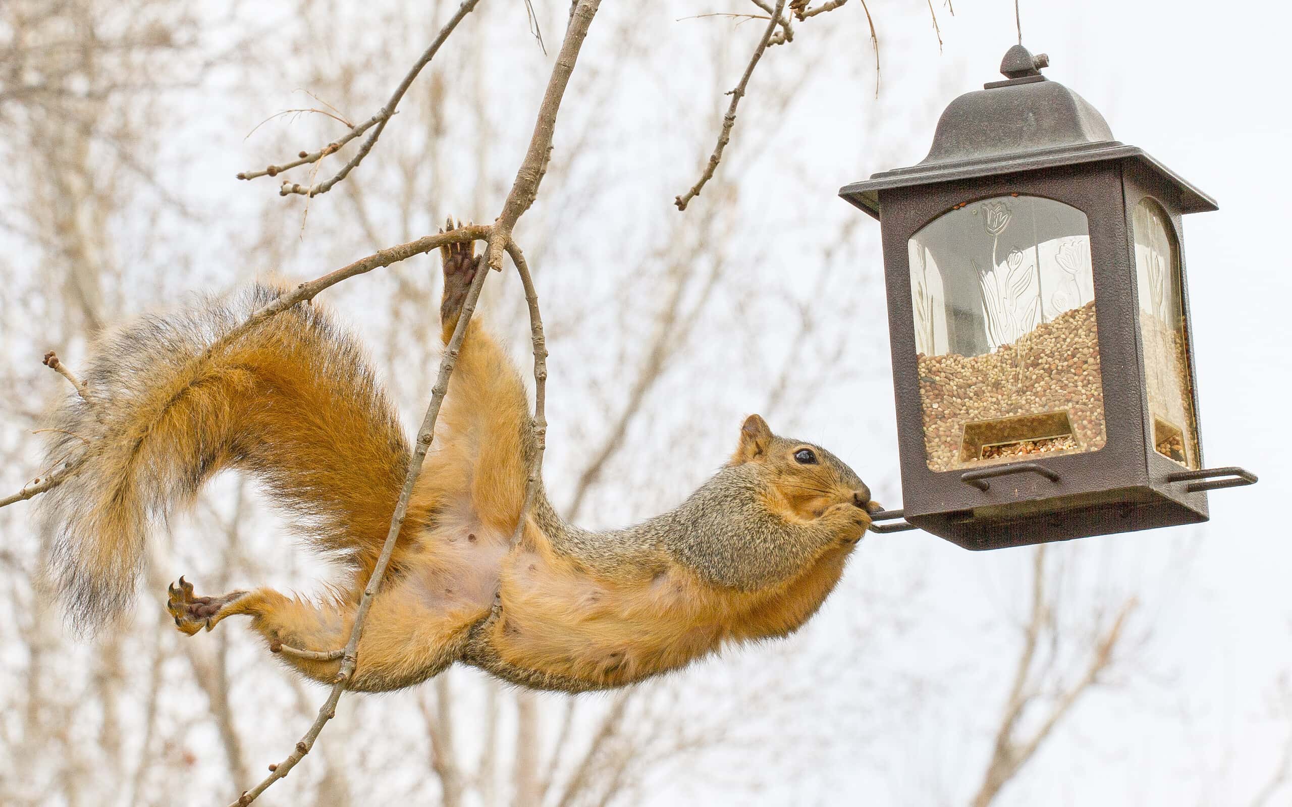 Discover 12 Smells that Attract Squirrels Like Magnets