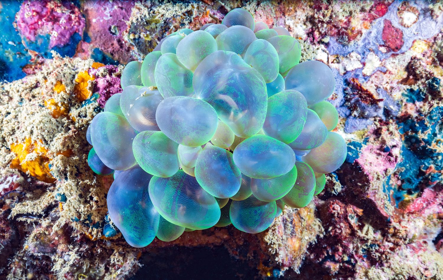 The 12 Best Corals for Reef Aquariums Reviewed