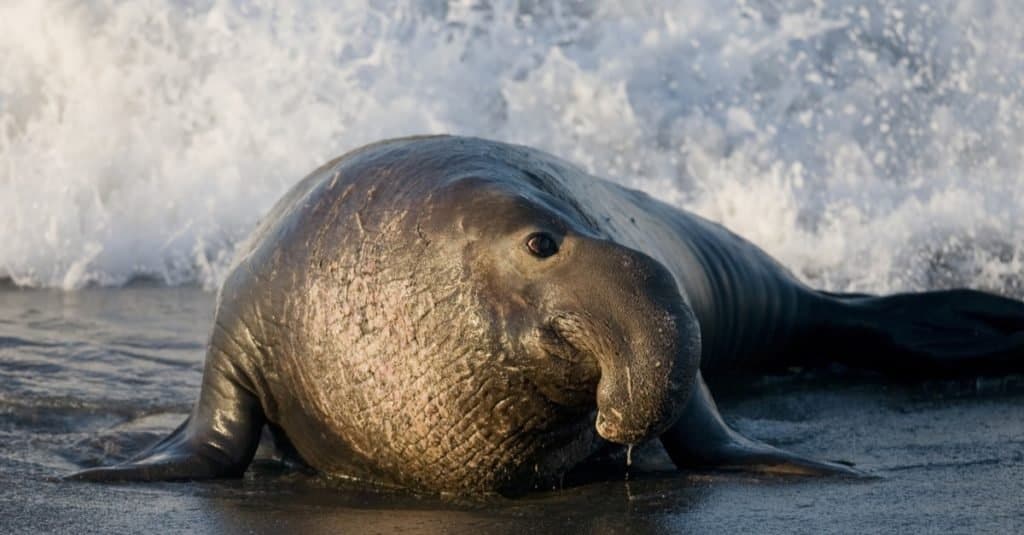 Watch the Sassiest Seal Refuse To Leave This Neighborhood