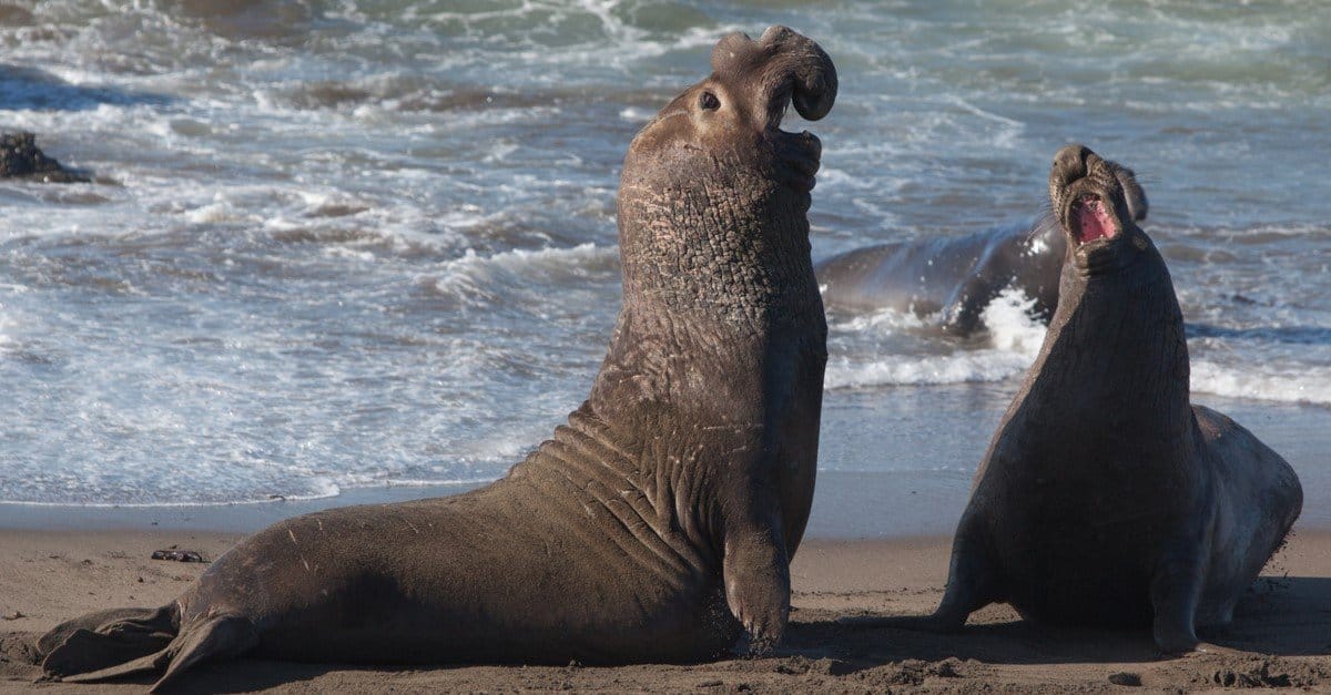 Watch the Sassiest Seal Refuse To Leave This Neighborhood