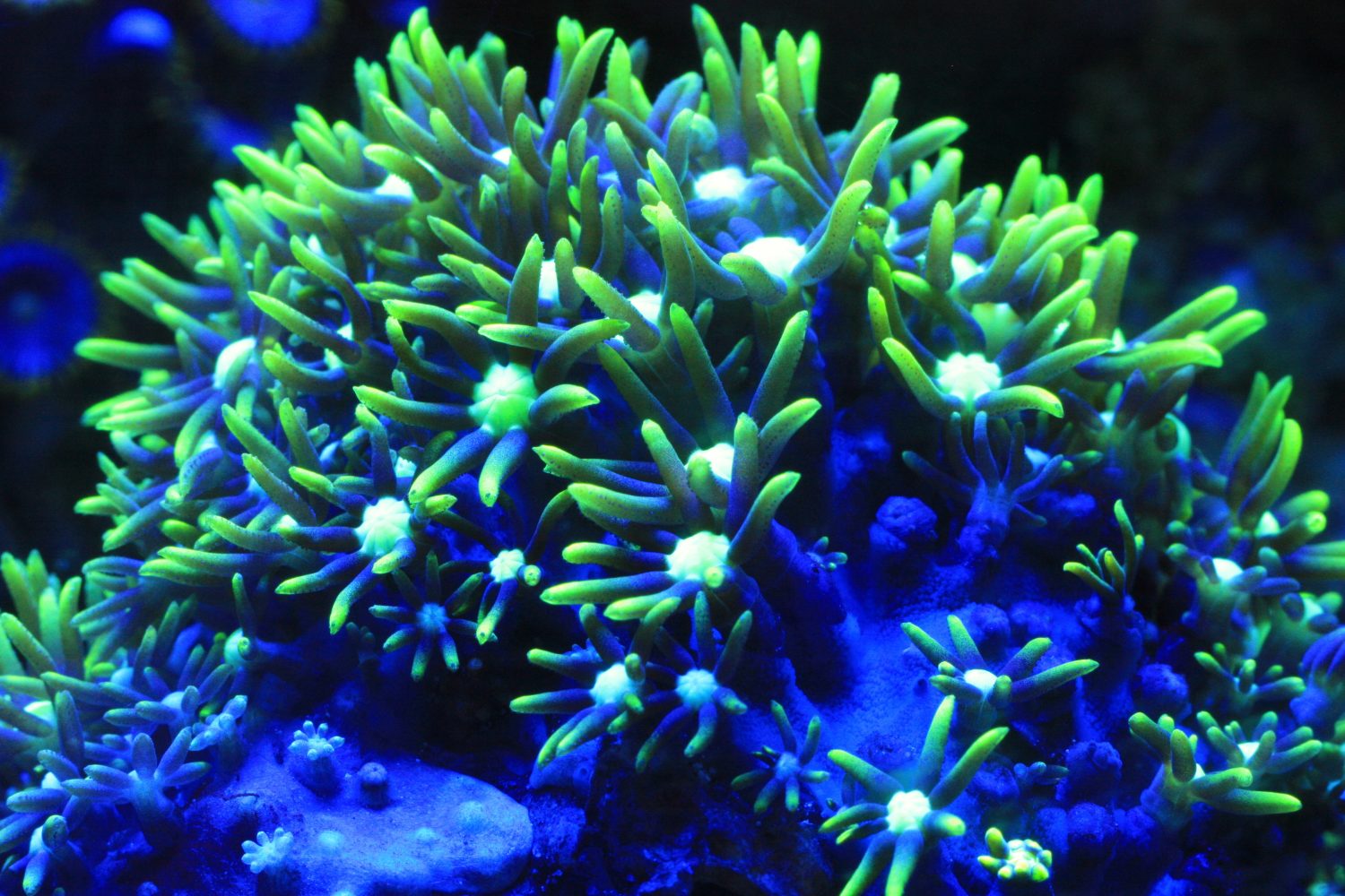 The 12 Best Corals for Reef Aquariums Reviewed