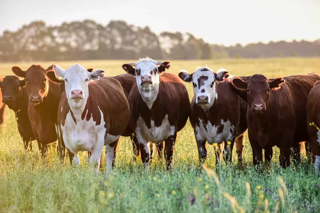 How Much Does It Cost to Care for a Cow in 2024? What to Expect Each Month