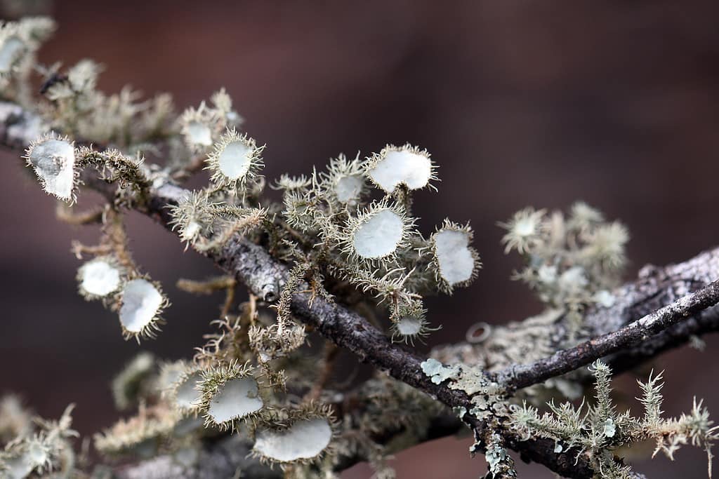 Moss vs. Lichens: Key Differences