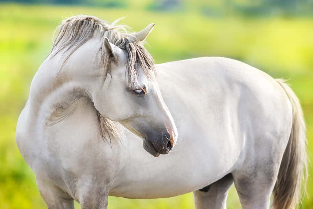 Discover the Truth About White Horses