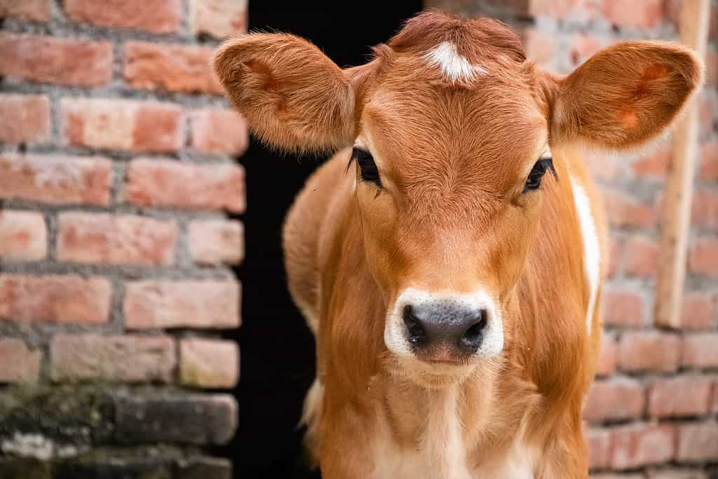 How Much Does It Cost to Care for a Cow in 2024? What to Expect Each Month