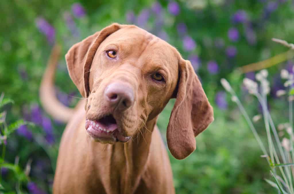 Vizsla Nutrition: Best Foods, Tips, and Guidelines