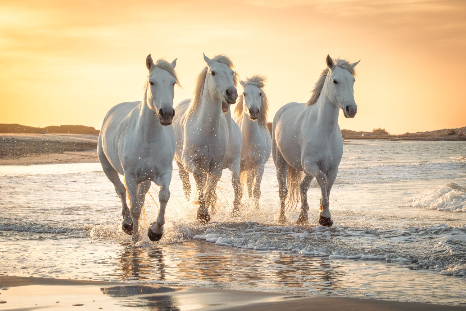 The 13 Best and Most Creative White Horse Names