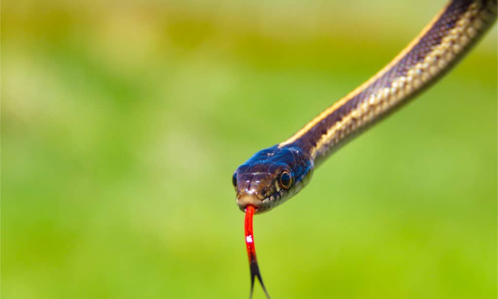 Baby Garter Snake: 10 Pictures and 10 Amazing Facts