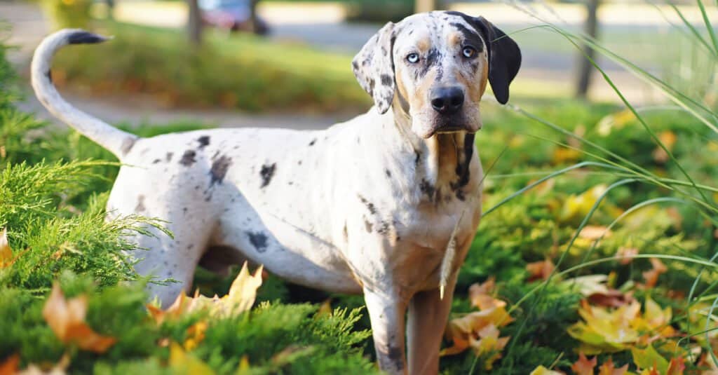 Catahoula Leopard Dog Lifespan: How Long Do These Dogs Live?